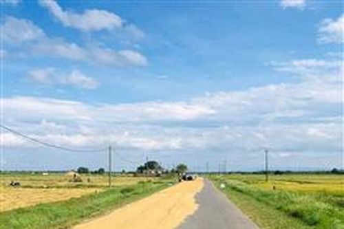 Nguy cơ tai nạn giao thông từ việc phơi nông sản trên đường