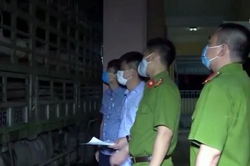 Thanh Hóa: Bắt giữ và tiêu hủy 240 con lợn bị dịch tả lợn Châu Phi