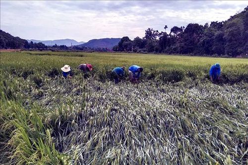 Lốc xoáy tại Hà Tĩnh, hàng trăm héc ta lúa bị ngã đổ