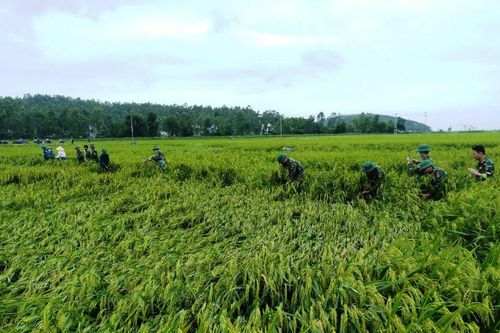 Hà Tĩnh: Lốc xoáy làm tốc mái nhiều căn nhà, đổ gãy nhiều diện tích hoa màu