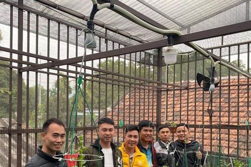 Nghề trồng lan: Chuyện nghề của chàng trai đất Mỏ trăn trở tìm lối đi