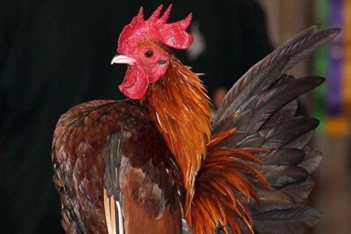 Loài gà nhỏ nhất thế giới sở hữu khả năng đặc biệt