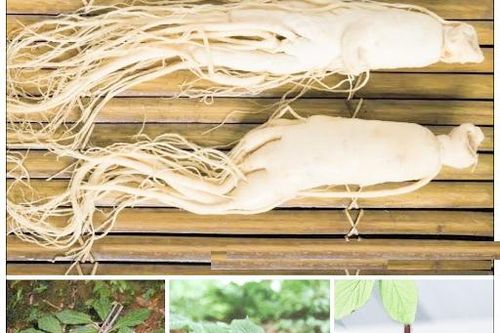 Chứng hư lao và bài thuốc bổ khí, dưỡng huyết