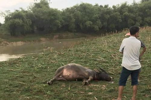 Giông lốc làm cột điện đổ gãy, trâu bị sét đánh chết