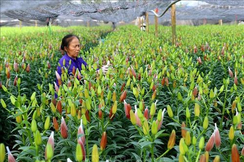 Phát triển hoa, cây cảnh là sản phẩm chủ lực trong xây dựng nông thôn mới