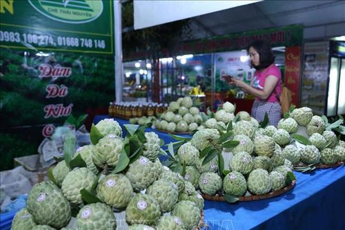 Ứng dụng công nghệ trong quảng bá sản phẩm OCOP