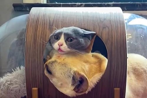 Clip: Mèo bất lực khi bị chó chiếm chỗ ở