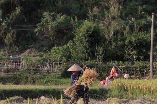 Đẹp mê hồn 'mùa vàng' trên ruộng bậc thang ở vùng cao Nghệ An