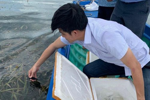 Trường Đại học Kiên Giang nhân giống, thả 300 con cá ngựa về biển