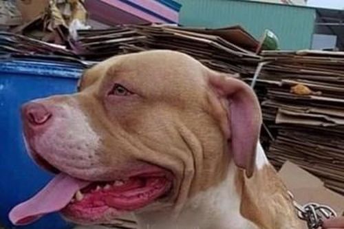 Chó Pitbull cắn chết người, chủ cũng bị cắn nguy kịch