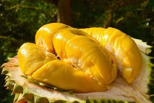 Soi giá các loại sầu riêng ngoại được ưa chuộng tại Việt Nam