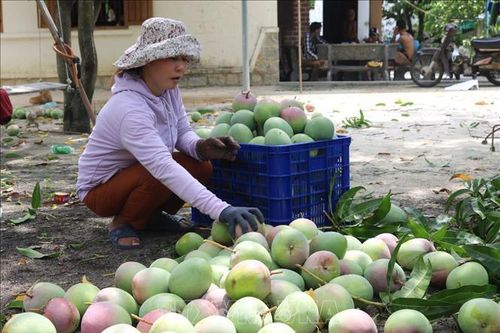 Xoài Úc rớt giá, khó tiêu thụ