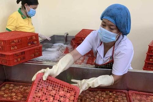 Từ tâm dịch Bắc Giang đàng hoàng bay thẳng sang Nhật