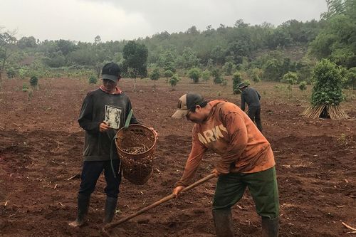 Gia Lai: Nhiều nông dân thiệt hại do gieo trồng quá sớm vụ mùa