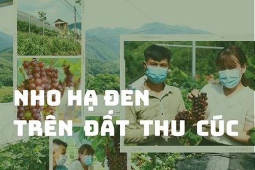 Nho Hạ Đen trên đất Thu Cúc