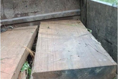 Kon Tum: Phát hiện vụ phá rừng trái phép