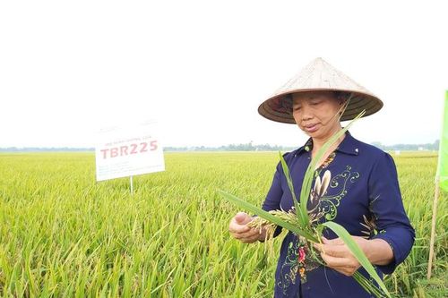Vụ đông xuân miền Bắc thắng lợi toàn diện: Giảm 12.000ha trồng, tăng 34.000 tấn lúa