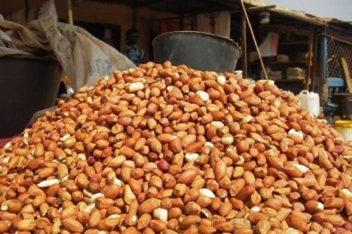 Thị trường lạc thế giới niên vụ 2021-2022: Duy trì ổn định nhờ Senegal