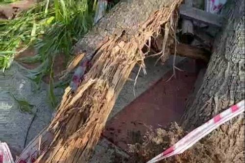 Hải Phòng: 16 cây liễu chết tại phố đi bộ Tam Bạc là do mối xông