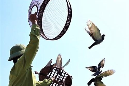 Gìn giữ và phát huy những giá trị văn hóa từ thú chơi chim cảnh của người Việt