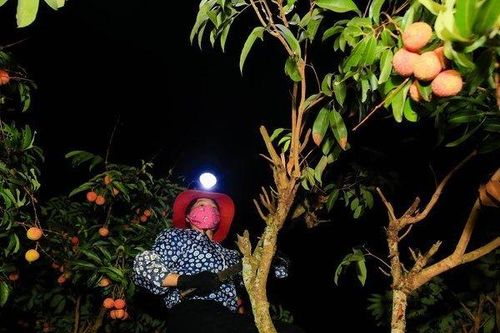 Nông dân soi đèn từ 4h sáng bẻ vải