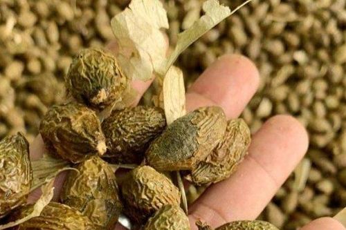 Nỗi lo vào mùa 'lộc rừng' 4 năm mới có 1 lần