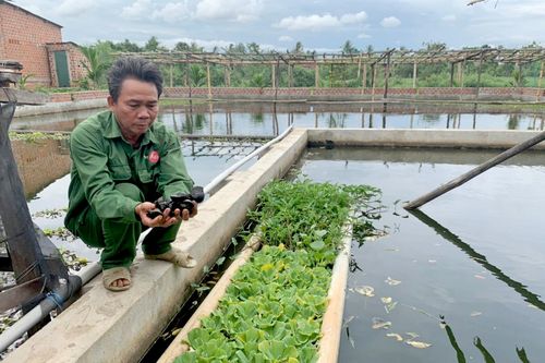 Tiềm năng từ nuôi ốc nhồi thương phẩm