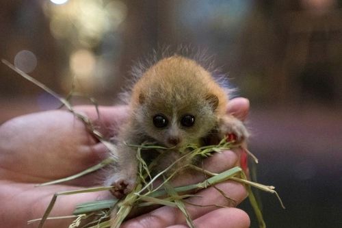 Đồ 'khỉ gió': Hóa ra con khỉ gió là con vật kỳ lạ này