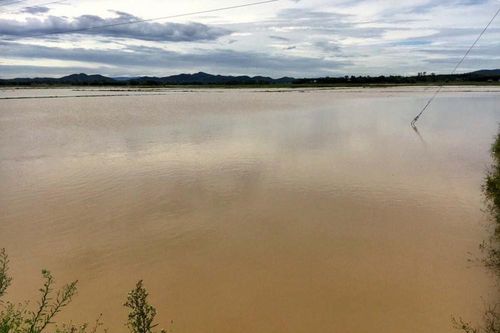 Mưa lớn gây ngập gần 3.500 ha lúa hè thu ở Nghệ An