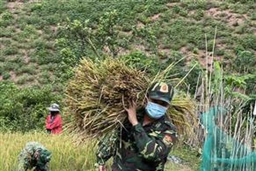 Bộ đội biên phòng gặt lúa giúp dân