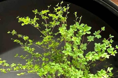 Hà thành mùa lạ, tranh nhau mua cành cây khẳng khiu, toàn lá giá tiền triệu