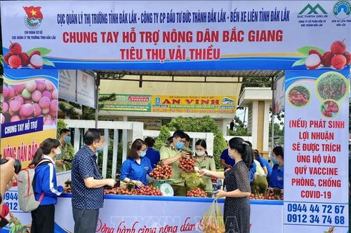 Đắk Lắk hỗ trợ tiêu thụ vải thiều Bắc Giang