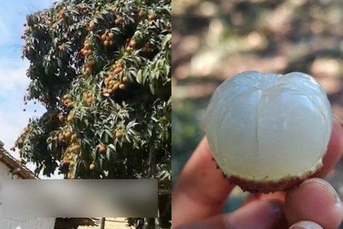 Giá 240 nghìn/quả, người dân vẫn lặn lội cả 100km mua vải thiều 1.500 tuổi