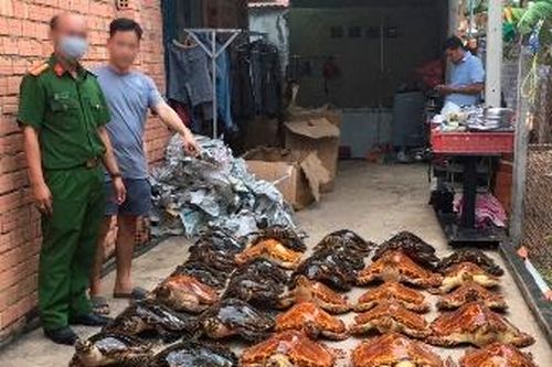 Tây Ninh: Án phạt 22 năm tù cho hai đối tượng buôn bán 39 tiêu bản rùa biển
