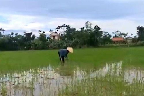 Bi hài chuyện HTX tự ý bán giống lúa Nhà nước hỗ trợ cho người dân
