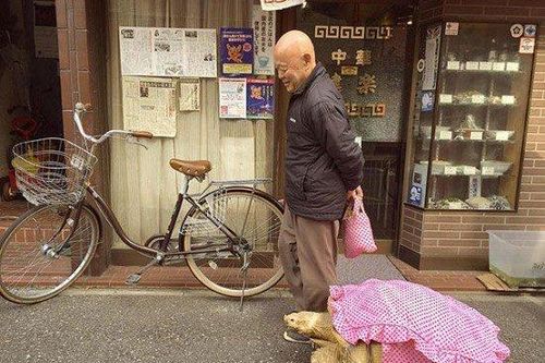 Ông lão nuôi rùa khổng lồ 70kg như con suốt 26 năm