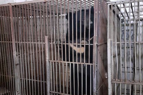 Ba cá thể gấu nuôi nhốt cuối cùng ở Lạng Sơn được về trung tâm cứu hộ