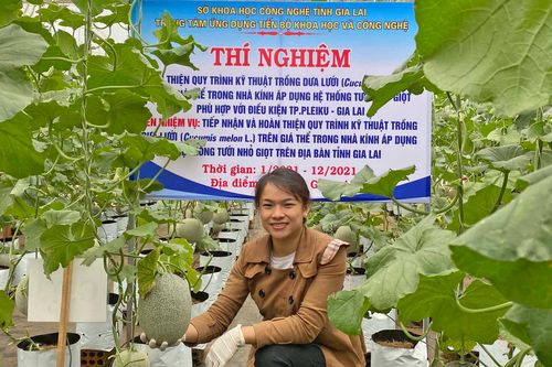 Trồng dưa lưới ứng dụng công nghệ cao: Nhiều triển vọng