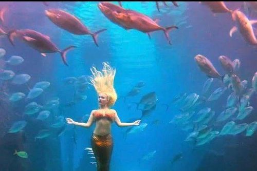 Nghề lạ: Hóa thân thành những 'nàng tiên cá', thu cát-xê 'khủng'
