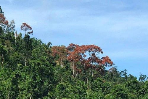 Trèo hái 'lộc rừng', một người đàn ông bị ngã dập phổi nguy kịch