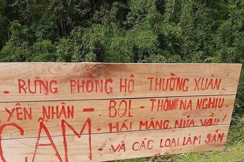 Thanh Hóa: 'Trẩy hội măng' trong rừng phòng hộ