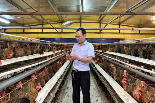Một ông nông dân Thủ đô nuôi gà kiểu nhàn tênh, xuất 45 vạn con giống, thu 4,5 tỷ đồng/năm