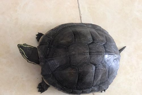 Kẻ truy nã bị bắt khi đang vận chuyển 2 cá thể rùa quý hiếm