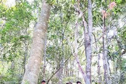 Triển khai cấp bách các giải pháp phòng, chống cháy rừng trong mùa khô