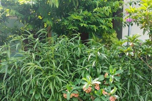 Phát hiện một người dân ở Thanh Hóa trồng 117 cây cần sa trong vườn nhà