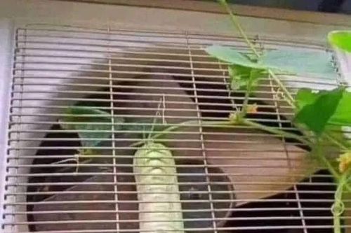 Dở khóc dở cười những cây ăn quả 'vượt qua nghịch cảnh'