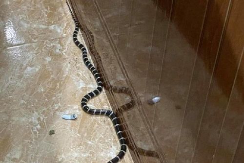 Đề phòng rắn độc xuất hiện vào mùa hè