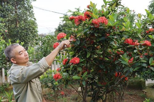 Thú chơi bonsai cây hoa mẫu đơn