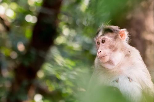 Trung Quốc báo cáo trường hợp tử vong do virus Monkey B hiếm gặp