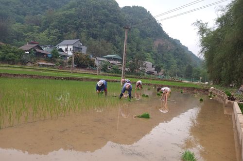 Toàn tỉnh khẩn trương gieo cấy lúa mùa